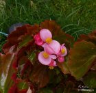 Begonia_semperflorens_flowers270813.jpg