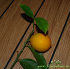 Citrus_limon.jpg
