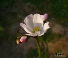 Drosera_binata_var_multifida_flower.jpg