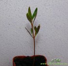 Nerium_oleander0514.jpg