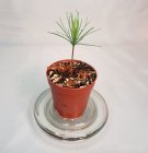 Pinus_palustris.jpg
