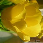 Tulipa_yellow.jpg
