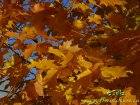 Acer_platanoides_yellow_leaves.jpg