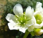 Dionaea_muscipula_flower.jpg