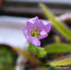 Drosera_capensis_flower.jpg