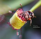 Drosera_capensis_var__red_leaf_bug.jpg