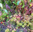 Drosera_rotundifolia~0.jpg