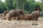 Elephas.JPG