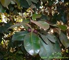 Фикус ржаво-красный, ржаволистный (Ficus rubiginosa)