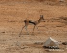 Газель Томсона (Gazella thomsoni)