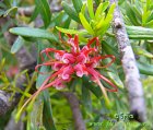 Гревиллия прекрасная (Grevillea speciosa)