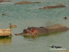 Hippopotamus_amphibius.JPG