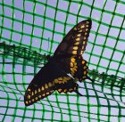 Papilio_polyxenes~0.jpg