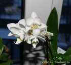 Phalaenopsis07122016.jpg
