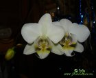 Phalaenopsis_beluy210116.jpg