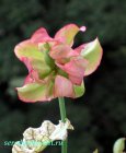 Sarracenia_leucophylla_flower.jpg