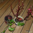 Scindapsus_Begonia.jpg