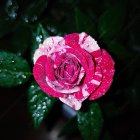 red-white_rose.JPG
