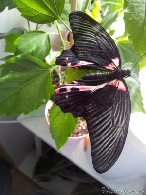 Papilio Rumanzovia.jpg