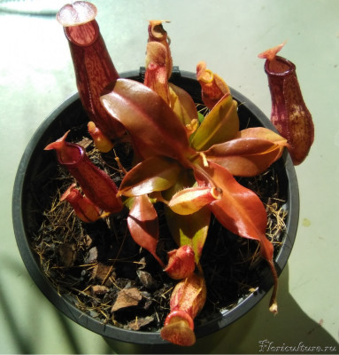 Nepenthes gaya-3.jpg