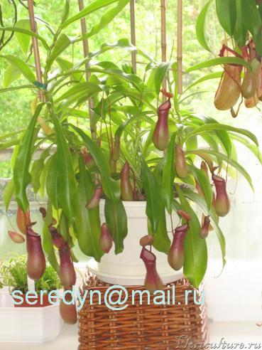 Nepenthes ventrata.JPG