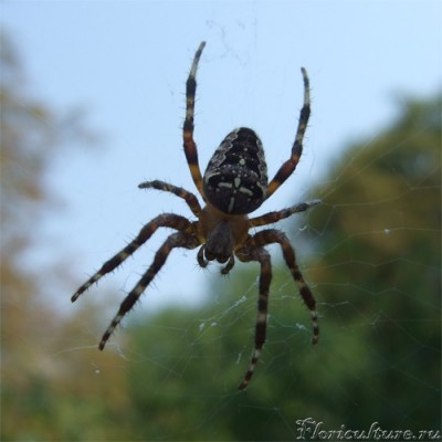 spider-1.jpg