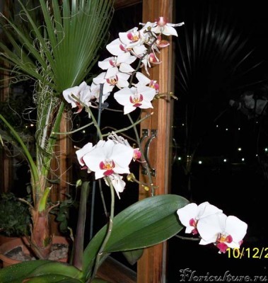 Ну и конечно, моя любимая орхидея :P .Она всё время цветёт и украшает нашу жизнь :D