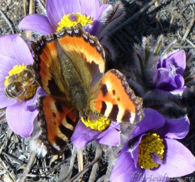 пчелка-и-бабочка.jpg