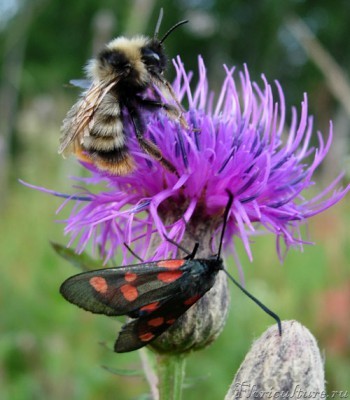 пчелка-и-бабочка-2.jpg