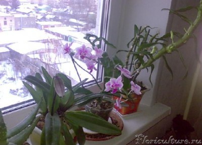 на фото все 3 мои орхидеи... хорошо видны цветы и бутоны