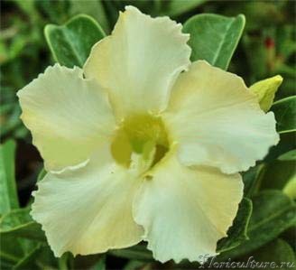 Adenium Obesum desert rose AMBER WHITE.jpg