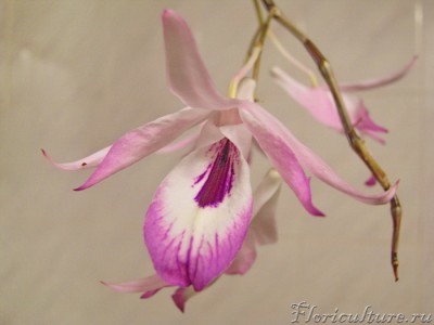 цветок Dendr maccarthiae.jpg
