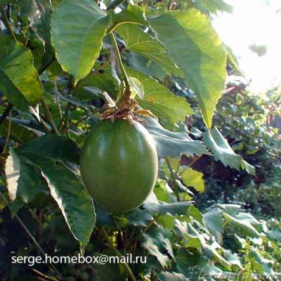 Passiflora Edulis_4.jpg