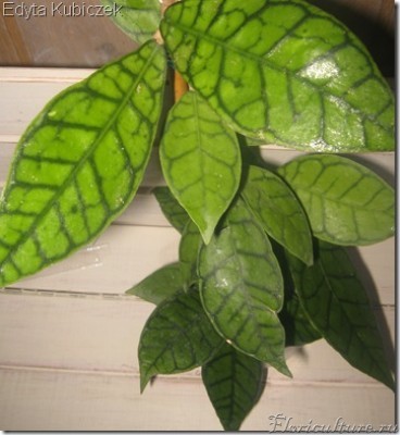 Hoya Callistophylla