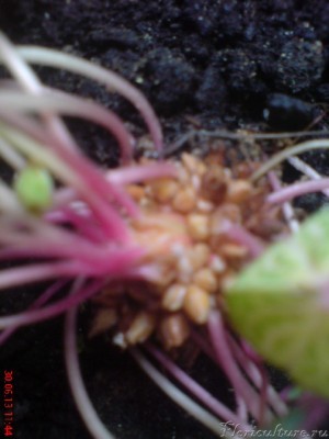 Oxalis martiana/ Oxalis corymbosa Aureoreticulata