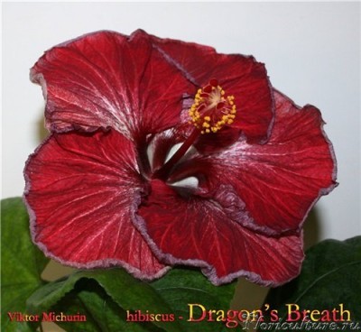 dragon's breath-1.jpg
