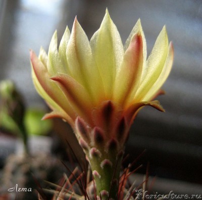 Hamatocactus setispinus цветок сбоку.jpg