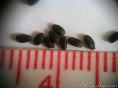 Семена удлинённой формы, длиной около 2 мм
