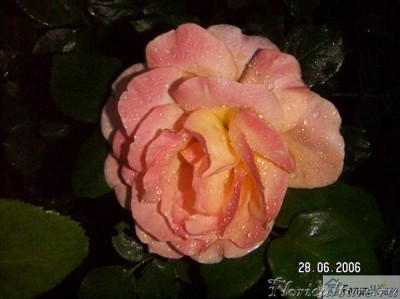роза 1.JPG
