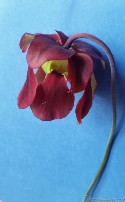 sarracenia rubra ssp. gulfensis.jpg