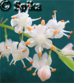 Цветение аспарагуса густоцветкового