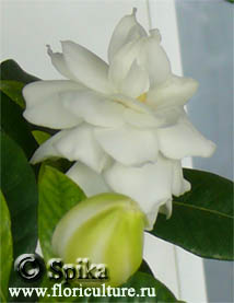 gardenia цветение гардении жасминовидной